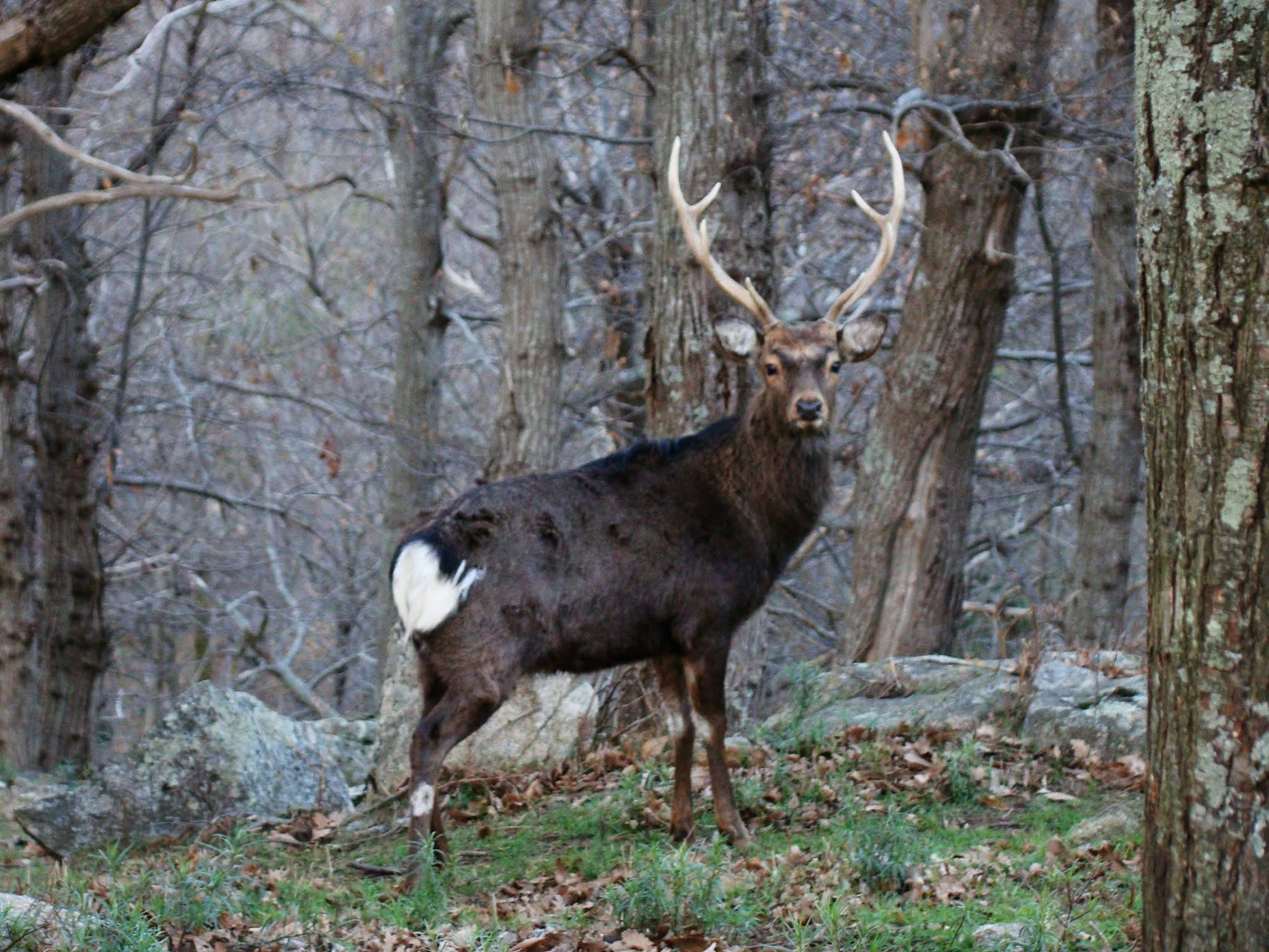 Solitary stag in bare winter forest